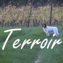 Terroir